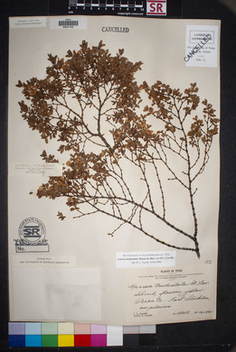 Larrea tridentata image