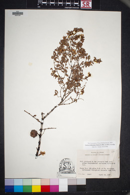 Larrea tridentata image