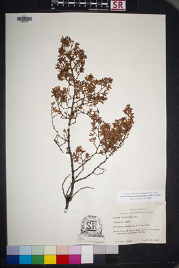 Larrea tridentata image