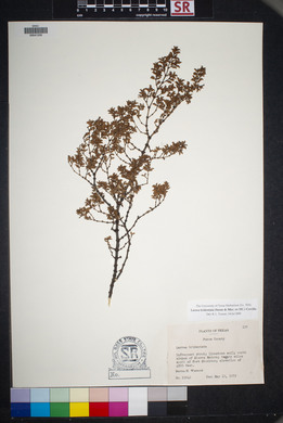 Larrea tridentata image