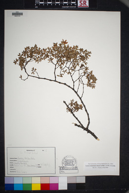 Larrea tridentata image