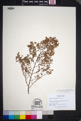 Larrea tridentata image