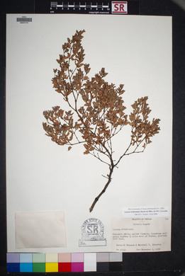 Larrea tridentata image