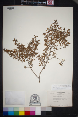 Larrea tridentata image