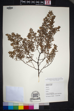 Larrea tridentata image