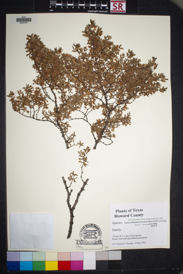 Larrea tridentata image