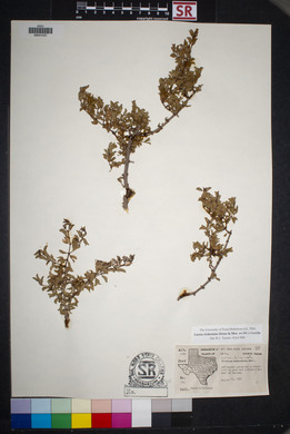 Larrea tridentata image