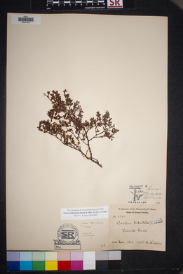 Larrea tridentata image