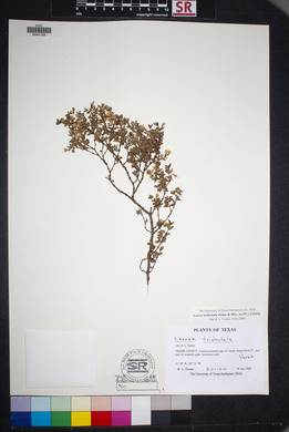 Larrea tridentata image