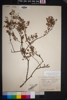 Larrea tridentata image