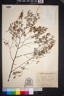 Larrea tridentata var. tridentata image