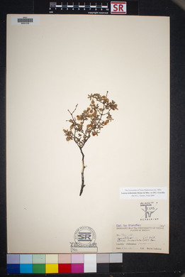 Larrea tridentata image