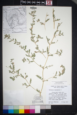 Tribulus terrestris image