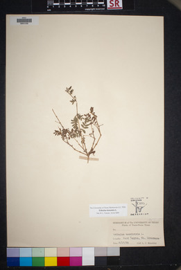 Tribulus terrestris image