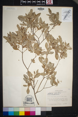 Helietta parvifolia image