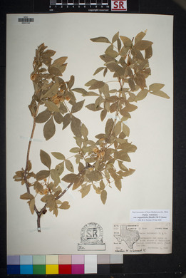 Ptelea trifoliata var. angustifolia image