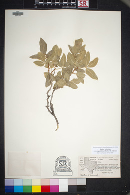 Ptelea trifoliata var. angustifolia image