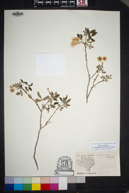 Ptelea trifoliata var. angustifolia image