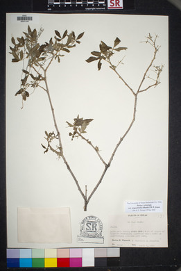 Ptelea trifoliata var. angustifolia image