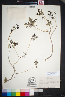 Ptelea trifoliata var. angustifolia image