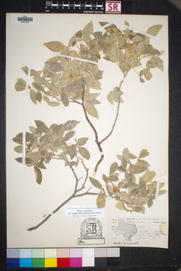 Ptelea trifoliata var. angustifolia image