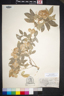 Ptelea trifoliata var. angustifolia image