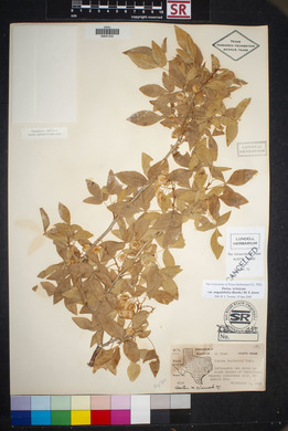 Ptelea trifoliata var. angustifolia image