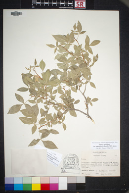 Ptelea trifoliata var. angustifolia image