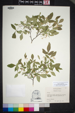 Ptelea trifoliata var. angustifolia image