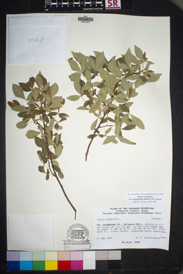 Ptelea trifoliata var. angustifolia image