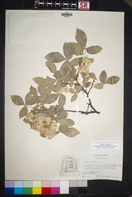 Ptelea trifoliata var. angustifolia image