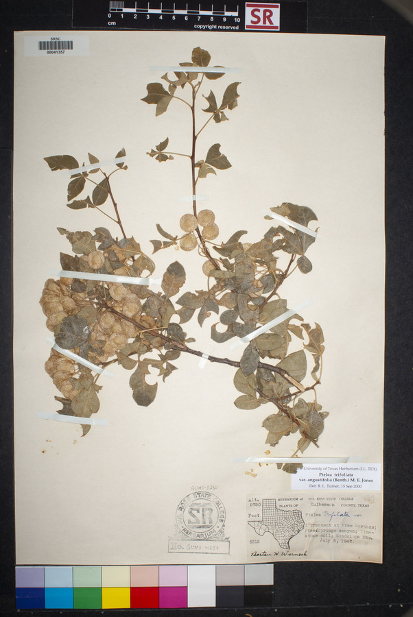 Ptelea trifoliata var. angustifolia image