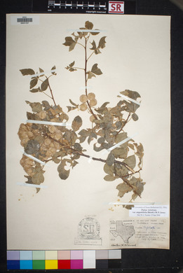 Ptelea trifoliata var. angustifolia image