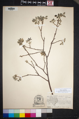 Ptelea trifoliata var. angustifolia image