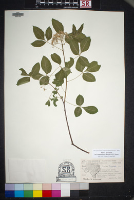 Ptelea trifoliata var. angustifolia image