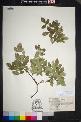 Ptelea trifoliata var. angustifolia image