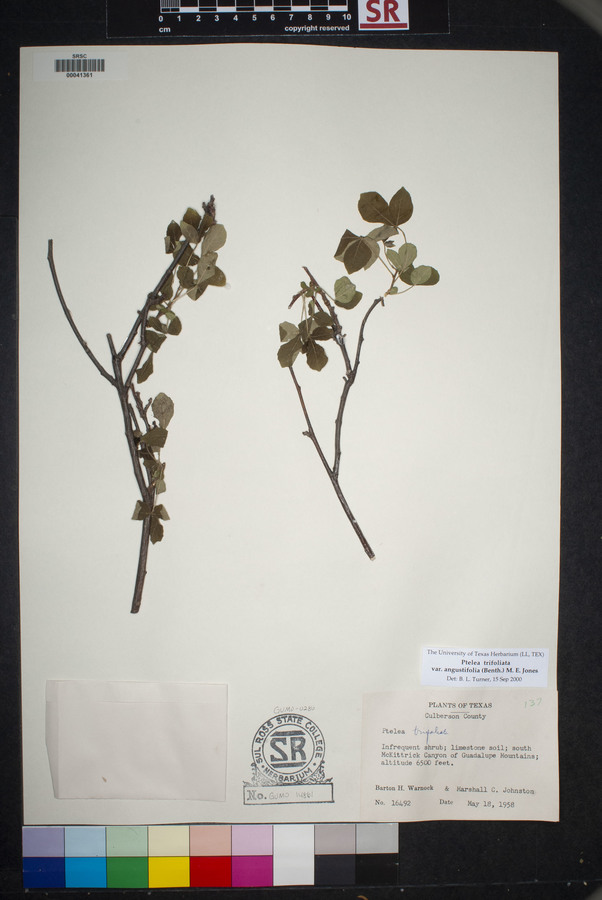 Ptelea trifoliata var. angustifolia image