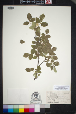 Ptelea trifoliata var. angustifolia image