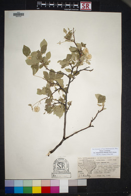 Ptelea trifoliata var. angustifolia image