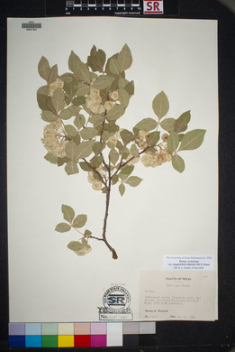 Ptelea trifoliata var. angustifolia image