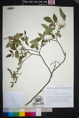 Ptelea trifoliata var. angustifolia image