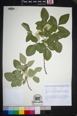 Ptelea trifoliata var. angustifolia image