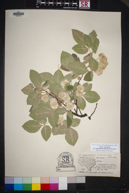 Ptelea trifoliata var. angustifolia image