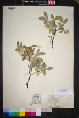 Ptelea trifoliata var. angustifolia image