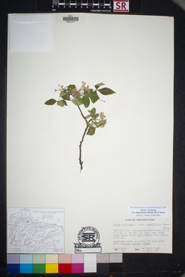 Ptelea trifoliata var. angustifolia image