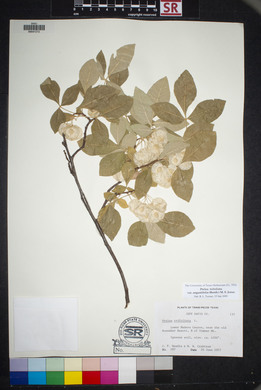 Ptelea trifoliata var. angustifolia image