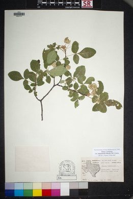 Ptelea trifoliata var. angustifolia image