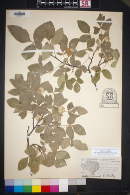 Ptelea trifoliata var. angustifolia image