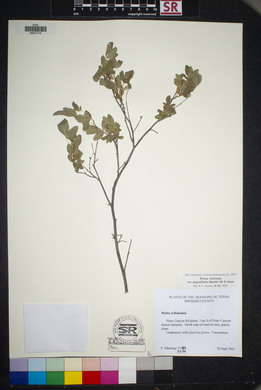 Ptelea trifoliata var. angustifolia image