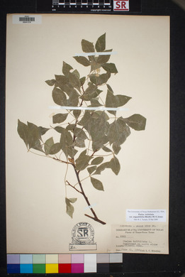 Ptelea trifoliata var. angustifolia image